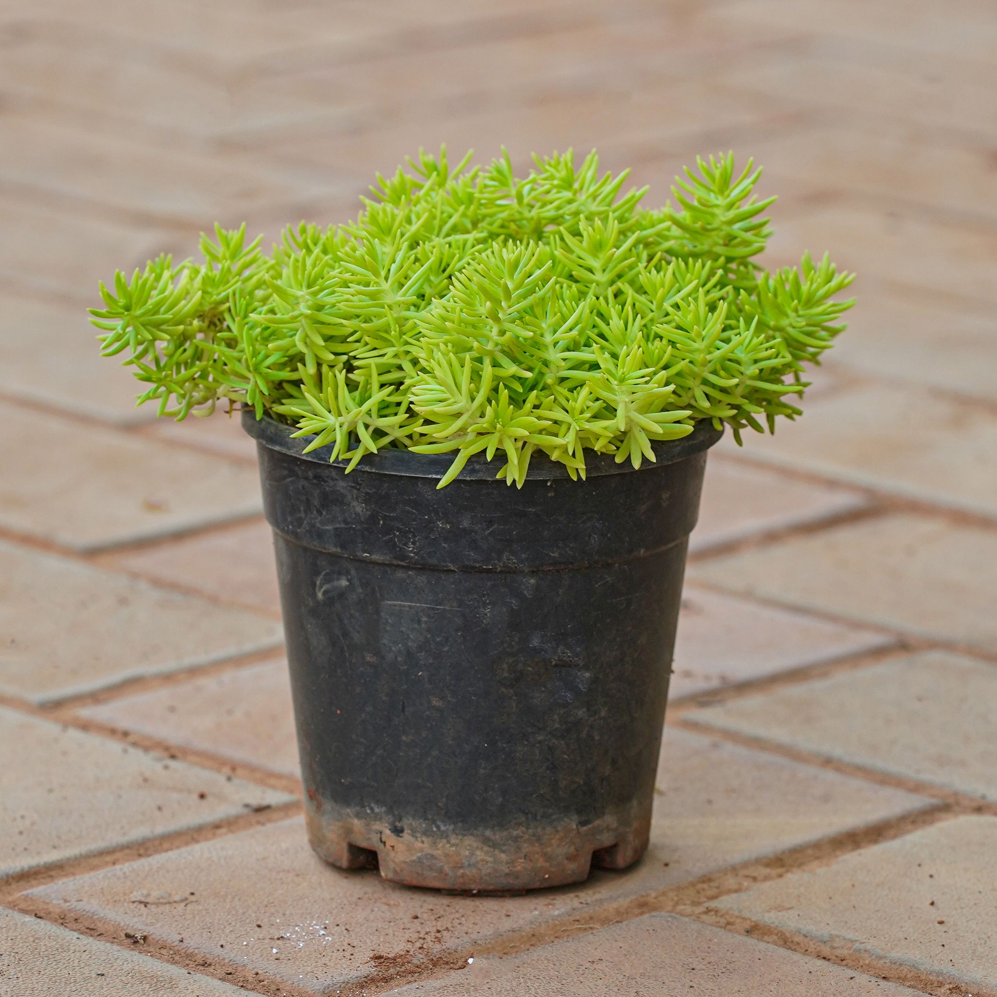 Sedum Yellow Succulent in 4 Inch Nursery Pot