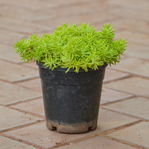 Sedum Yellow Succulent in 4 Inch Nursery Pot