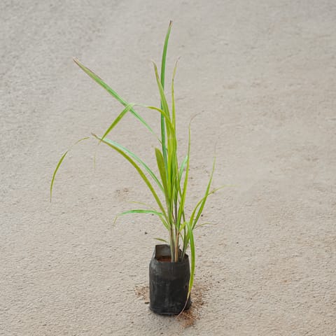 Lemon Grass in 4 Inch Nursery Bag