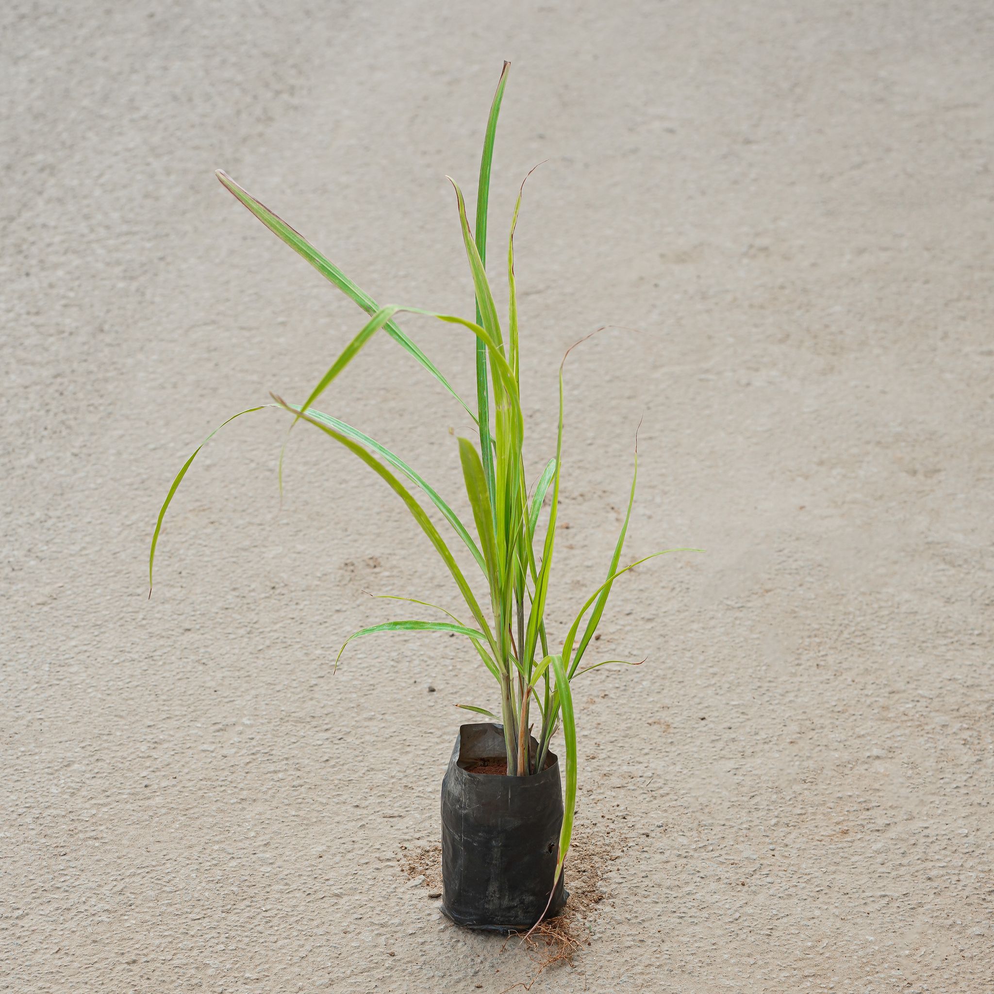 Lemon Grass in 4 Inch Nursery Bag
