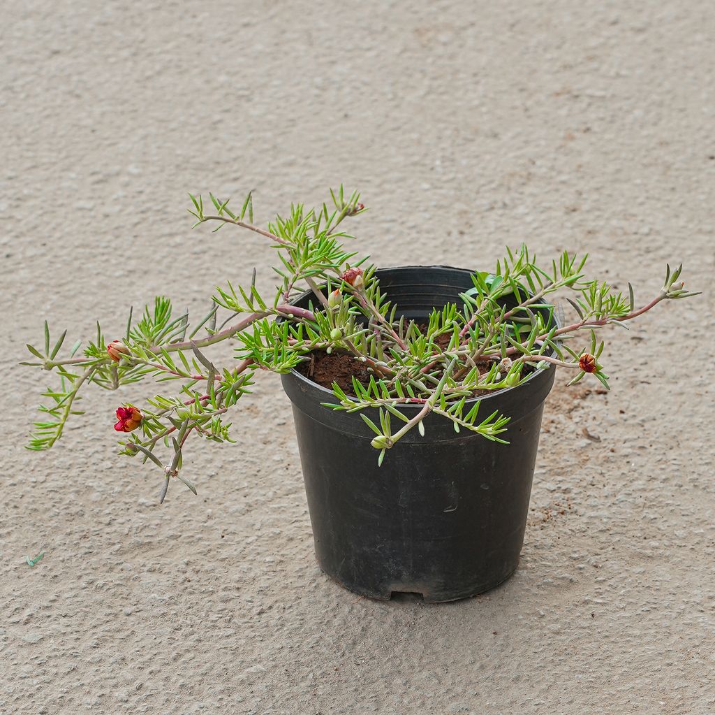 Buy Potulaca Moss Rose (Any Colour) in 5 Inch Nursery Pot Online | Urvann.com Potulaca Moss Rose (Any Colour) in 5 Inch Nursery Pot
