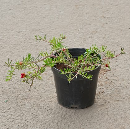 Buy Potulaca Moss Rose (Any Colour) in 5 Inch Nursery Pot Online | Urvann.com