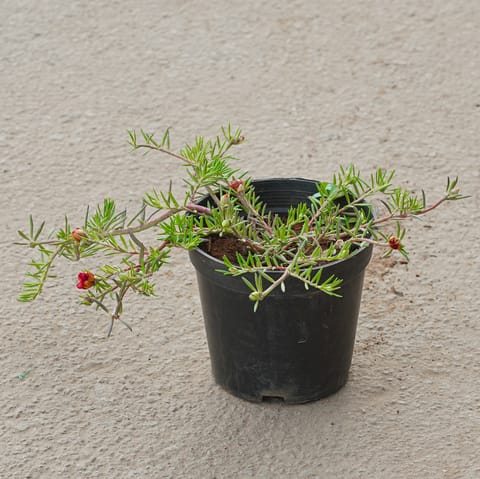 Potulaca Moss Rose (Any Colour) in 5 Inch Nursery Pot
