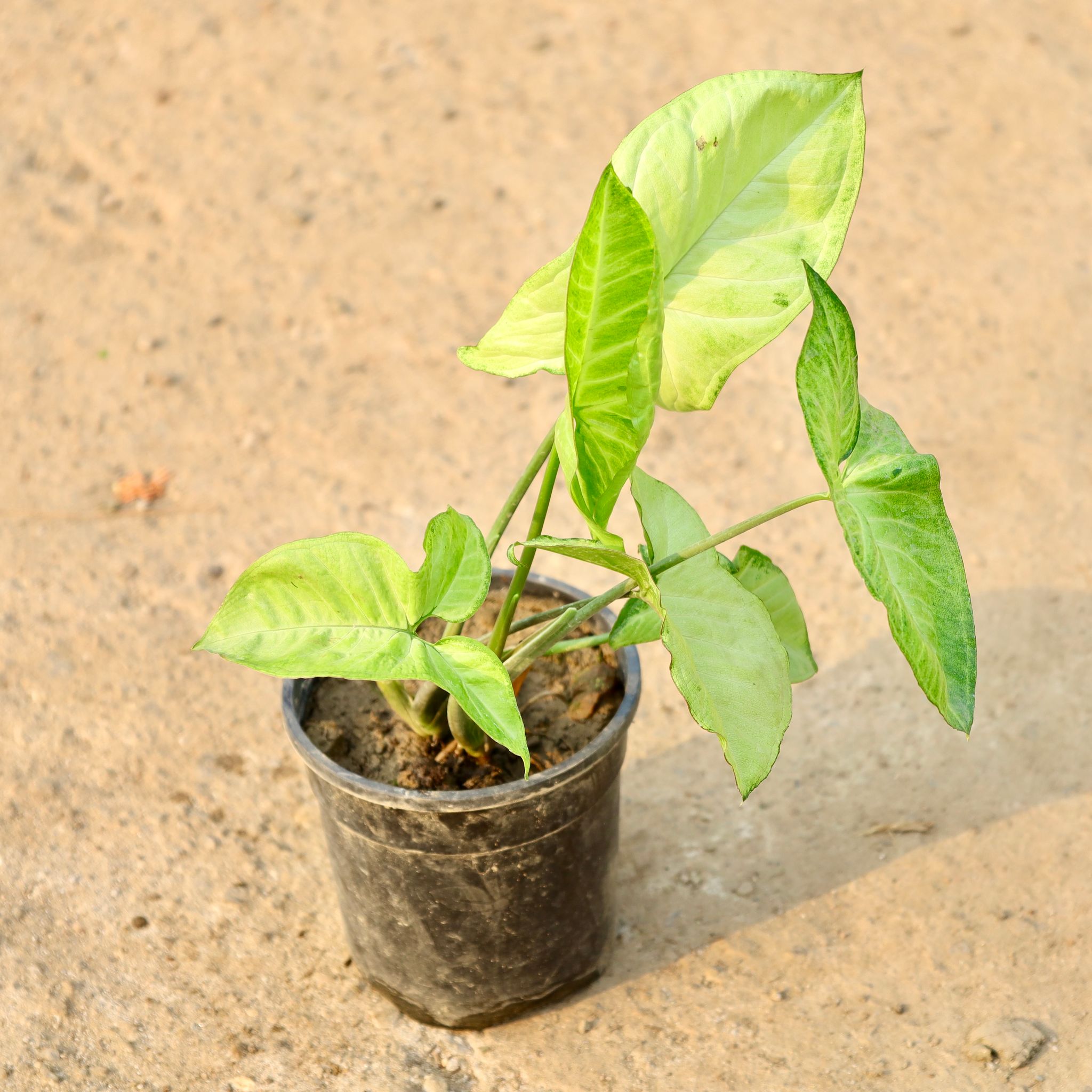 Syngonium Variegated in 5 Inch Nursery Pot