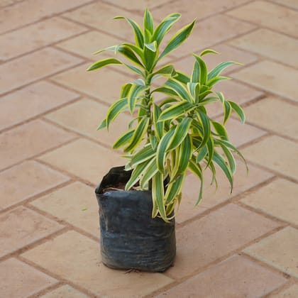 Buy Song of India in 4 Inch Nursery bag Online | Urvann.com