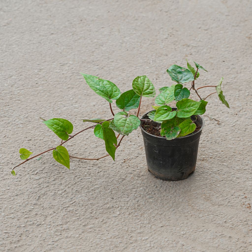Buy Paan / Betel Leaf in 4 Inch Nursery Pot Online | Urvann.com Paan / Betel Leaf in 4 Inch Nursery Pot