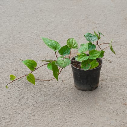 Buy Paan / Betel Leaf in 4 Inch Nursery Pot Online | Urvann.com