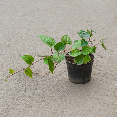 Paan / Betel Leaf in 4 Inch Nursery Pot