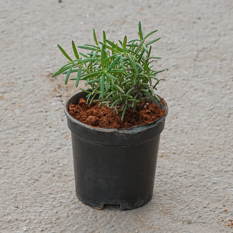 Rosemary in 4 Inch Nursery Pot