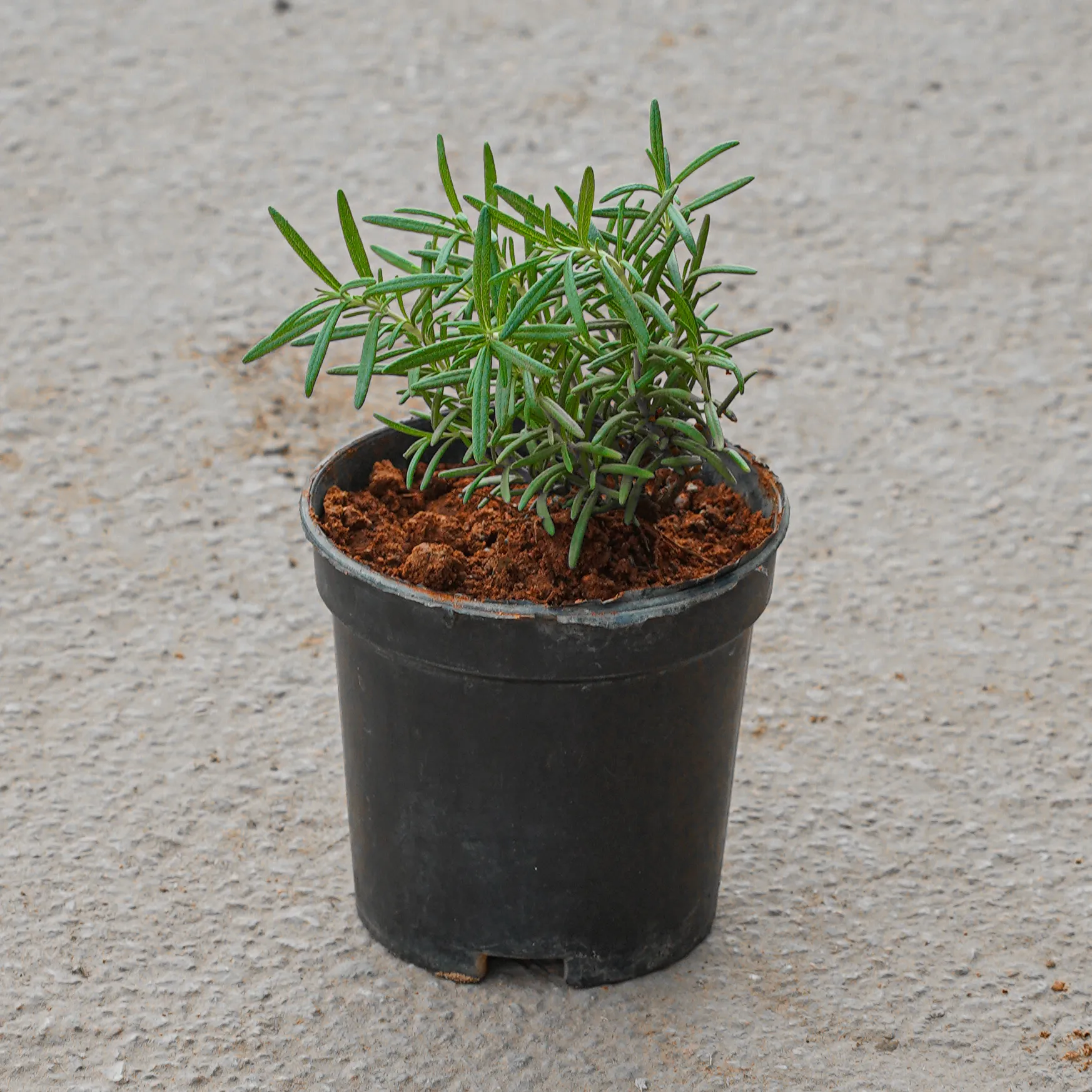 Rosemary in 4 Inch Nursery Pot