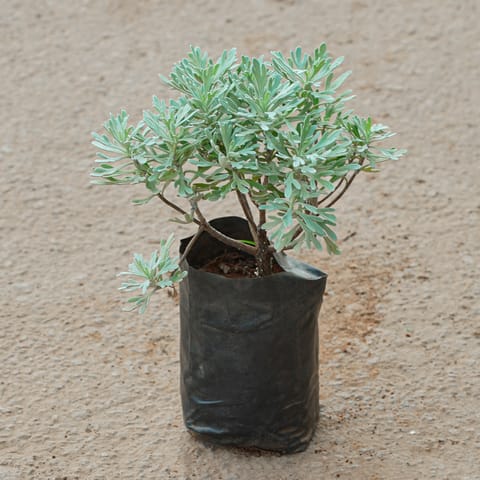 Lavender in 4 Inch Nursery Pot
