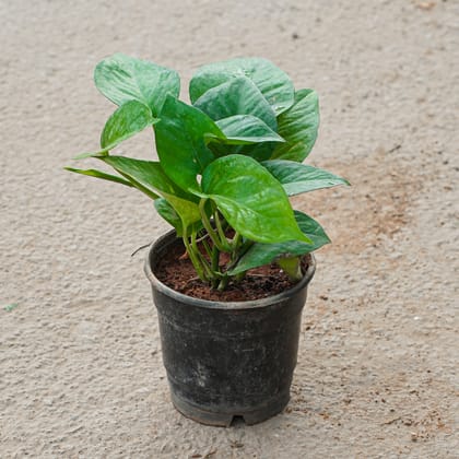Buy Money Plant Green in 4 Inch Nursery Pot Online | Urvann.com