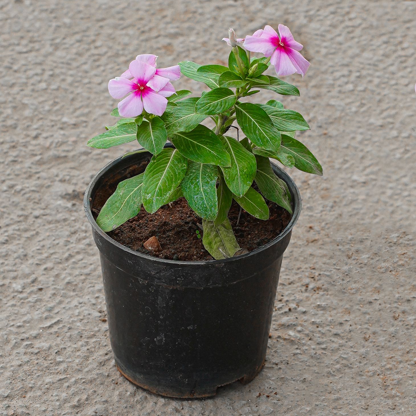 Periwinkle / Vinca / Sadabahar (Anu Colour) in 4 Inch Nursery Pot
