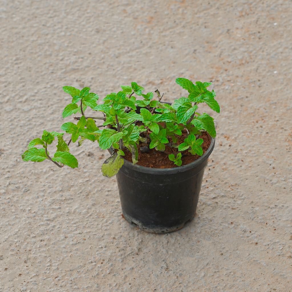 Buy Mint / Pudina in 4 Inch Nursery Pot Online | Urvann.com Mint / Pudina in 4 Inch Nursery Pot