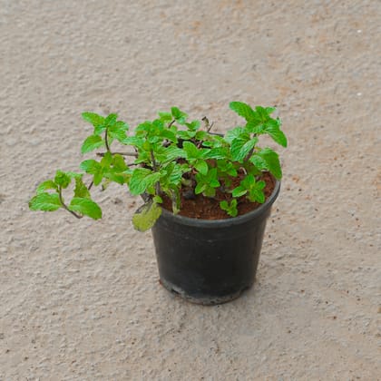 Buy Mint / Pudina in 4 Inch Nursery Pot Online | Urvann.com