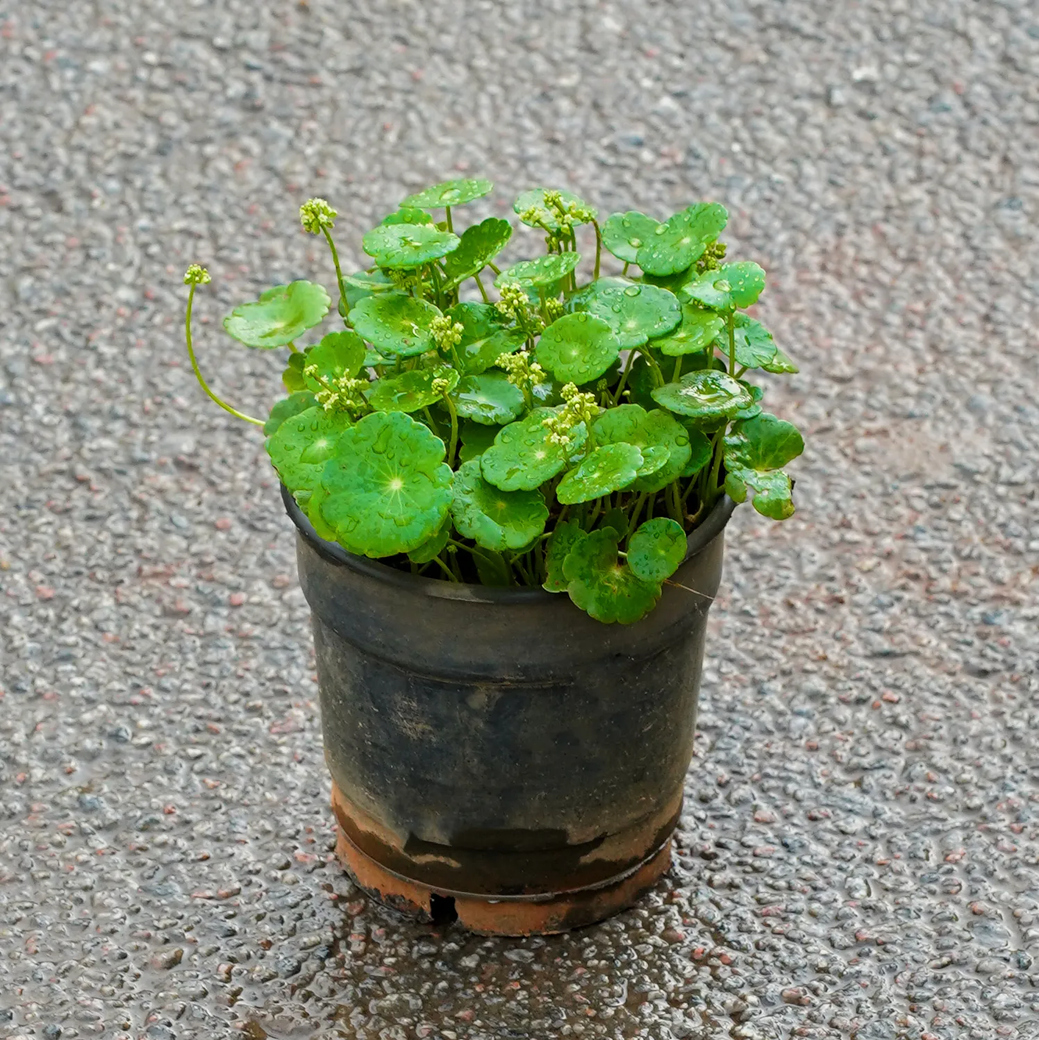 Brahmi Dollar / Pennywort / Coin Plant in 4 Inch Nursery Pot