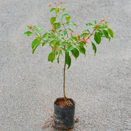 Buy Hamelia / Firebush (Any Colour) in 5 Inch Nursery Bag Online | Urvann.com