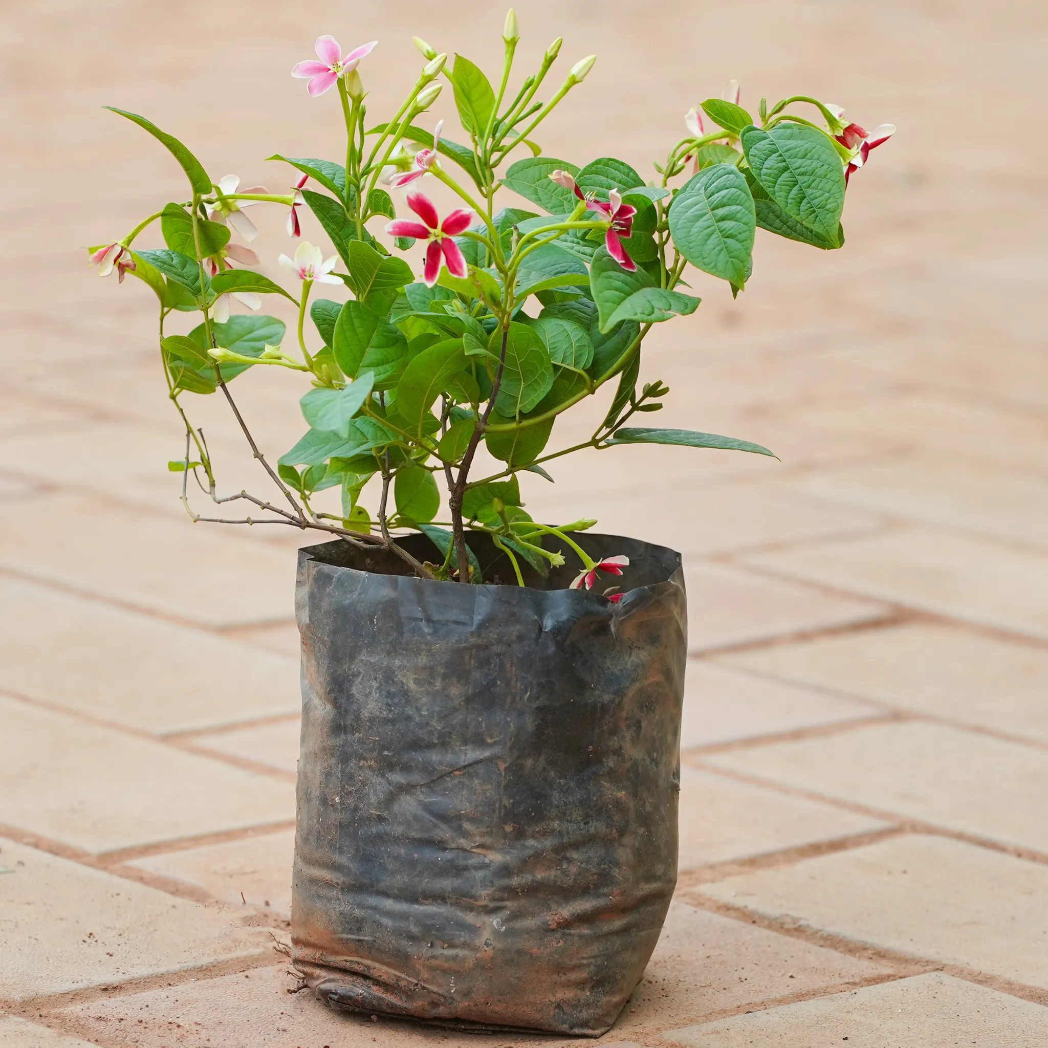 Madhu Malti / Rangoon Creeper in 4 Inch Nursery bag