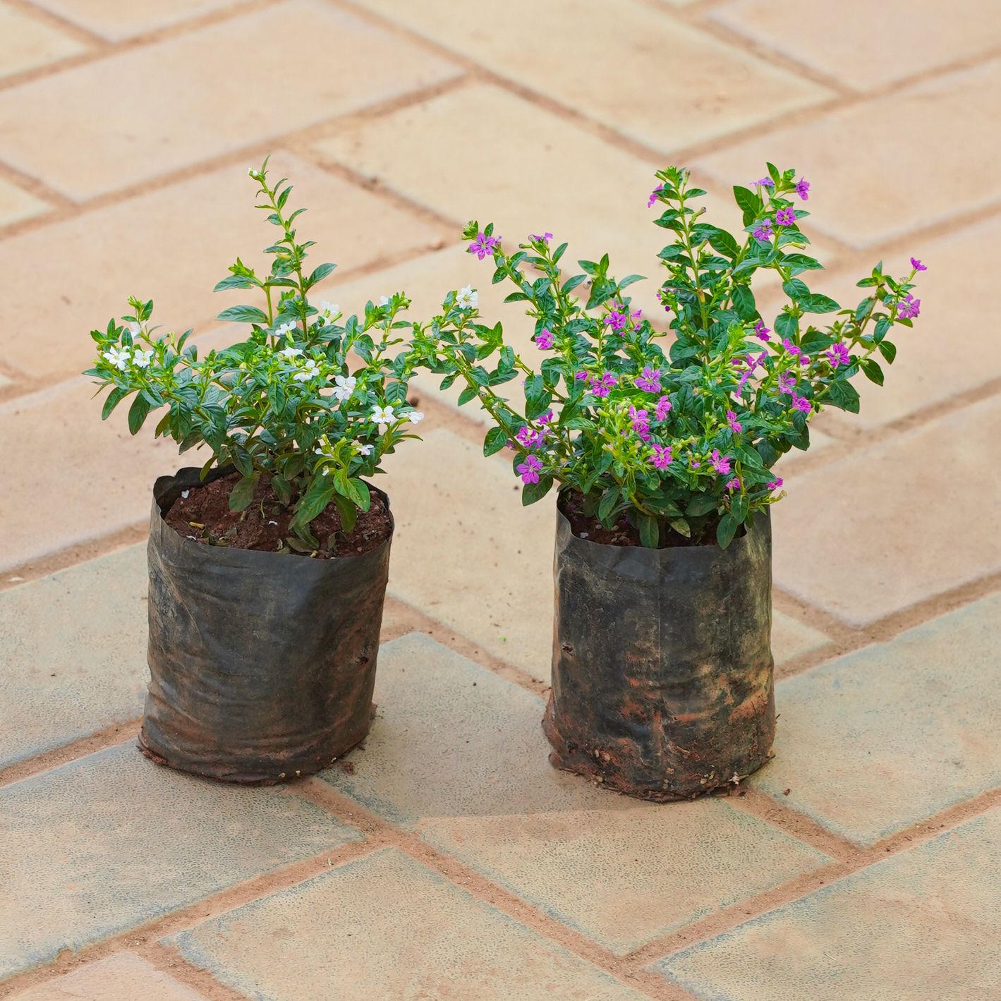 Set of 2 - Cuphea / False Heather (Any Colour) in 4 Inch Nursery bag