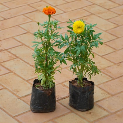 Buy Set of 2 - Marigold / Genda (Yellow & Orange) in 4 Inch Nursery bag Online | Urvann.com