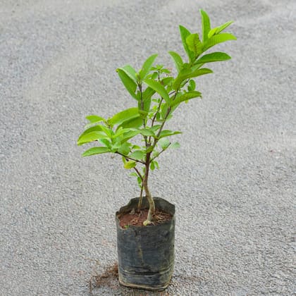 Buy Amrood / Guava in 6 Inch Nursery Bag Online | Urvann.com