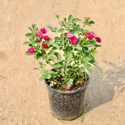Buy Rose Miniature (Any Colour) in 6 Inch Nursery Pot Online | Urvann.com