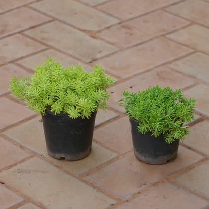 Buy Set of 2 - Sedum (Yellow & Green) in 4 Inch Nursery Pot Online | Urvann.com