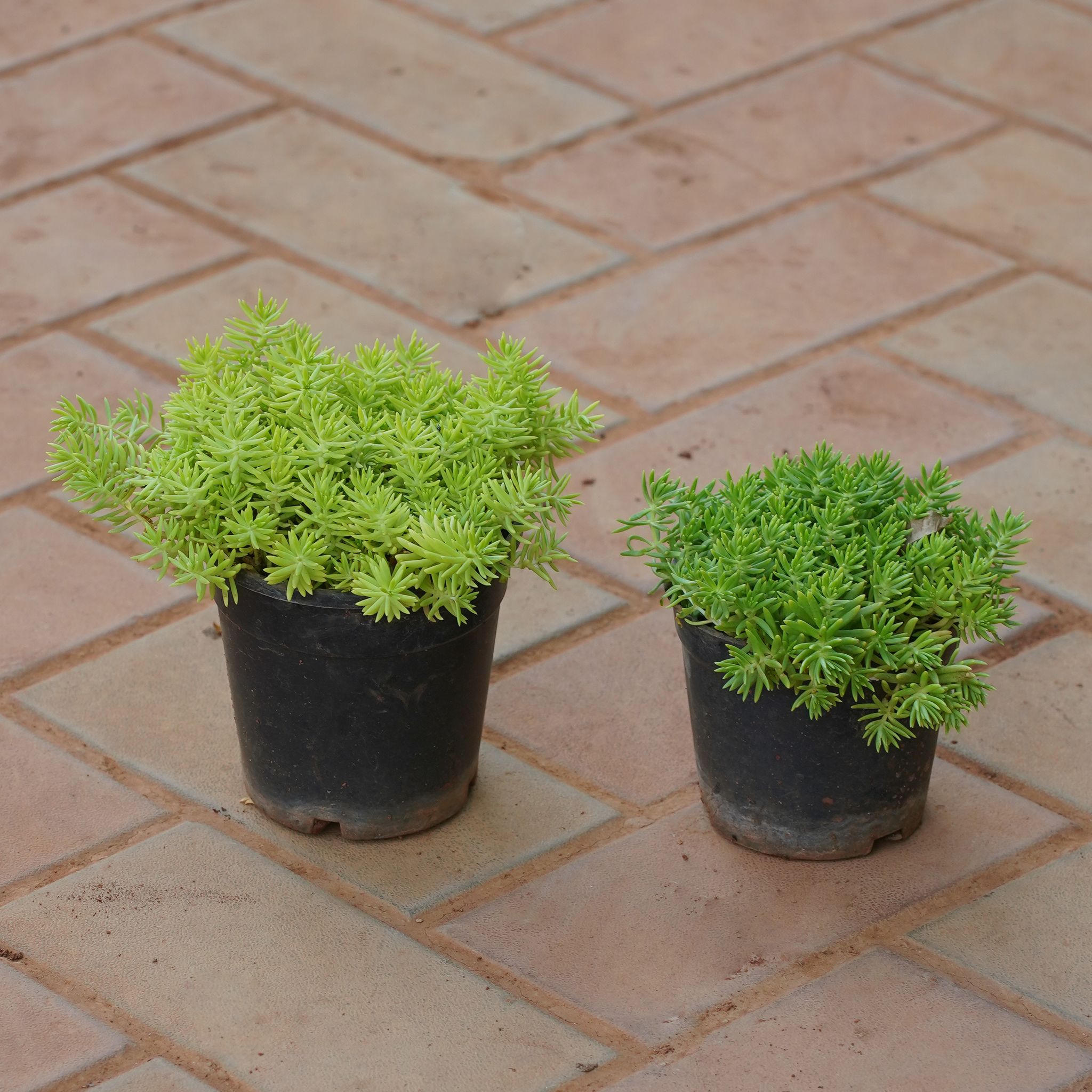 Set of 2 - Sedum (Yellow & Green) in 4 Inch Nursery Pot