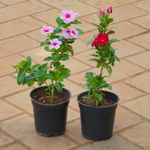 Set of 2 - Periwinkle / Vinca / Sadabahar (Any Colour) in 4 Inch Nursery Pot