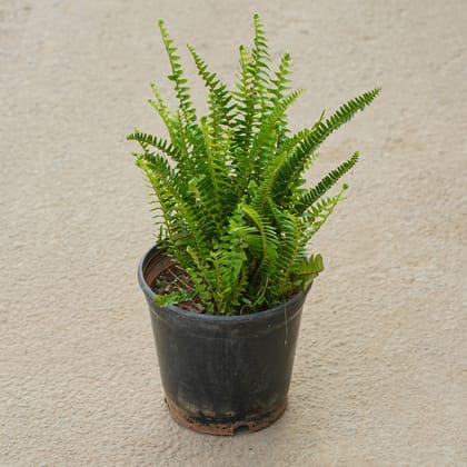 Buy Fern Green in 5 Inch Nursery Pot Online | Urvann.com