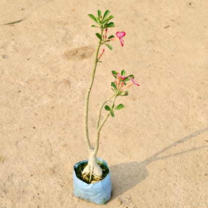 Buy Adenium Pink in 8 Inch Nursery Bag Online | Urvann.com