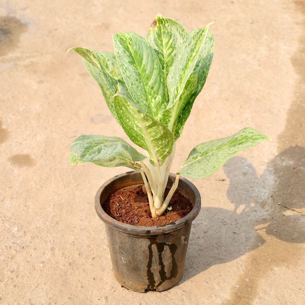 Aglaonema Ice in 8 Inch Nursery Pot