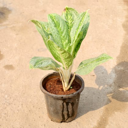 Buy Aglaonema Ice in 8 Inch Nursery Pot Online | Urvann.com