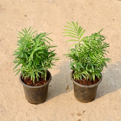 Buy Chamaedorea Palm in 6 Inch Nursery Pot Online | Urvann.com