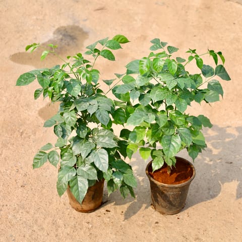 Set of 2 - China Doll / Radermachera in 6 Inch Nursery Pot