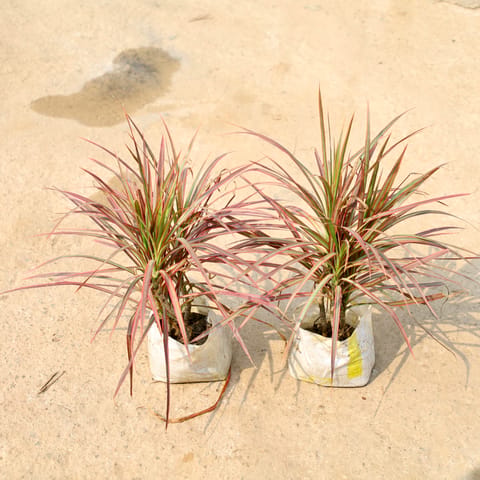 Set of 2 - Dracaena Chloroma in 8 Inch Live Plant Nursery Bag