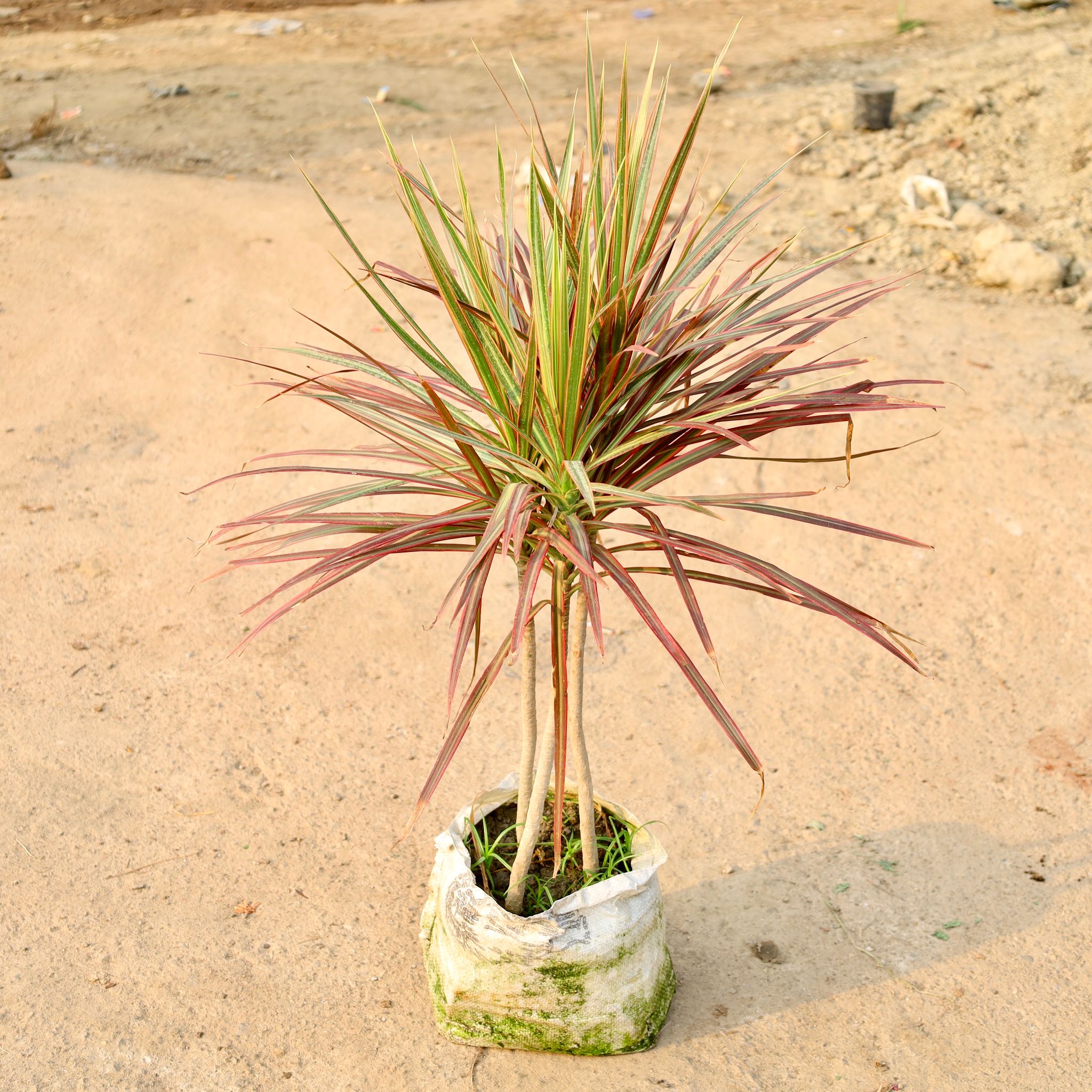 Dracaena Chloroma (3 Ft) in 10 Inch Nursery Bag