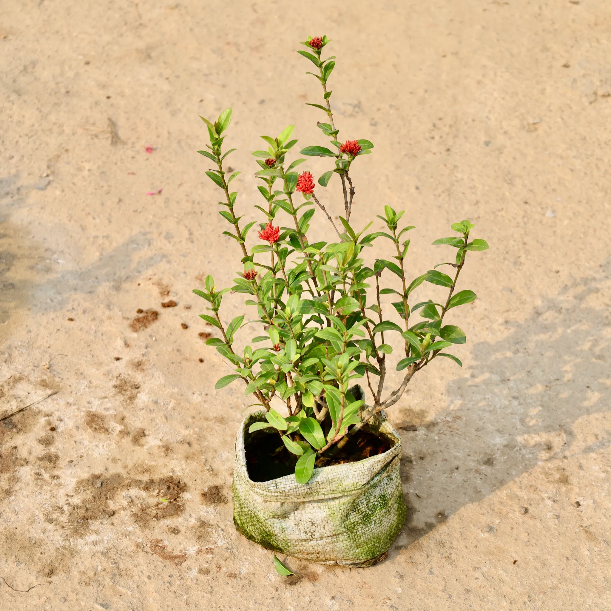 Ixora Miniature (Any Colour) in 4Inch Nursery Bag