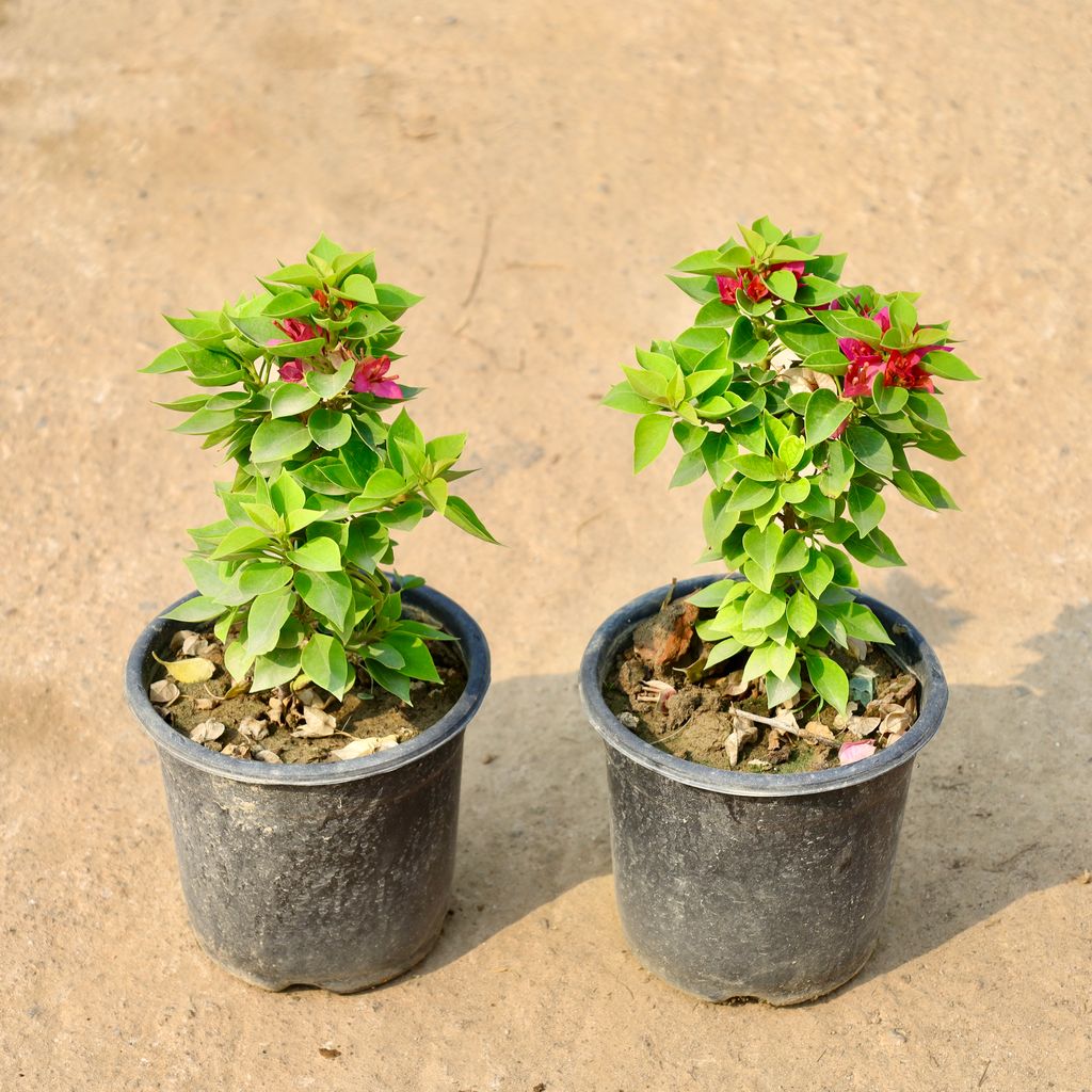 Buy Set of 2 - Bougainvillea Torch Glow (Any Colour) in 6 Inch Nursery Pot Online | Urvann.com Set of 2 - Bougainvillea Torch Glow (Any Colour) in 6 Inch Nursery Pot