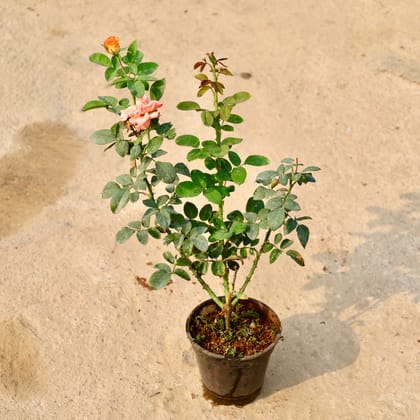 Buy Rose (Any Colour) in 6 Inch Nursery Pot Online | Urvann.com