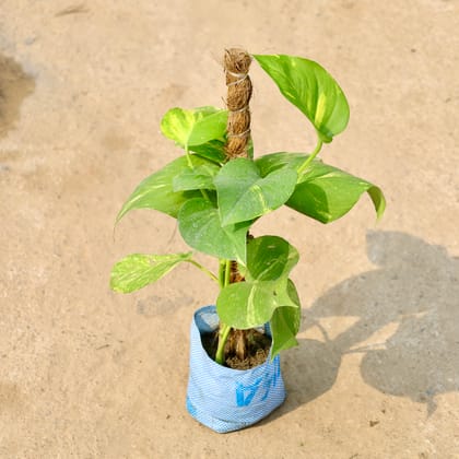 Buy Money Plant Green with (2-3 Ft) Moss Stick in 8 Inch Nursery Bag Online | Urvann.com