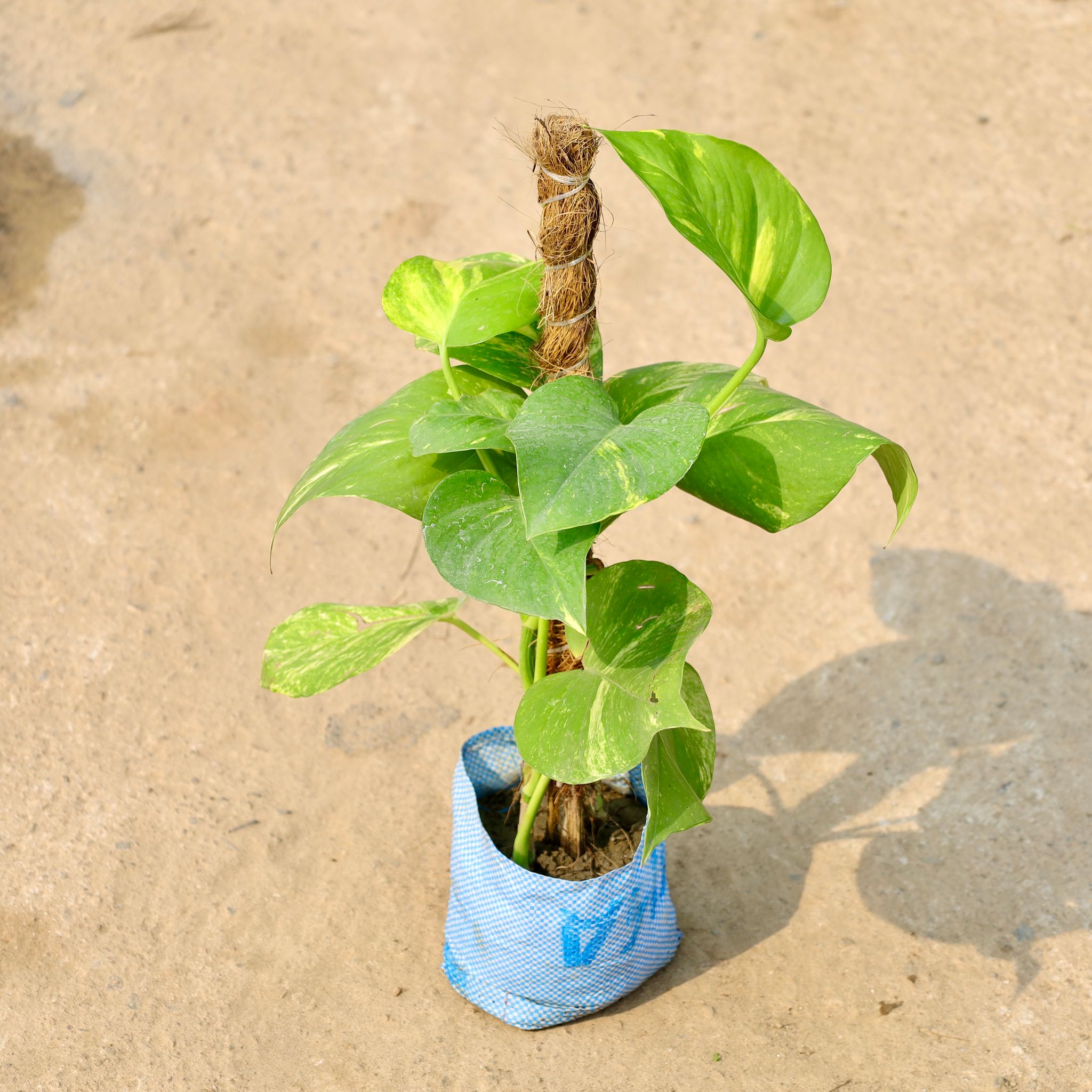 Money Plant Green with Moss Stick in 5Inch Nursery Bag