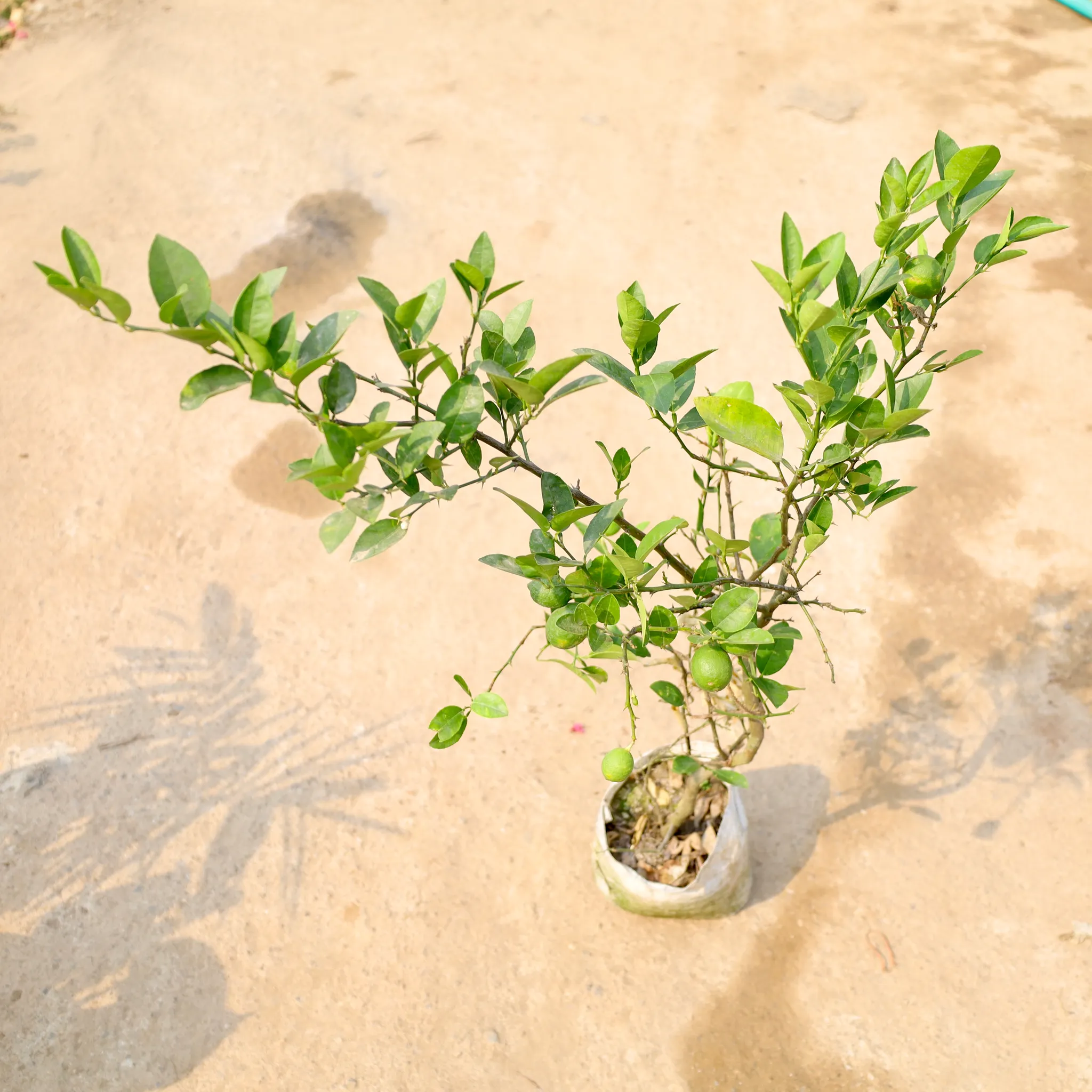 Nimboo / Lemon Plant (All Season) in 8 Inch Nursery Bag