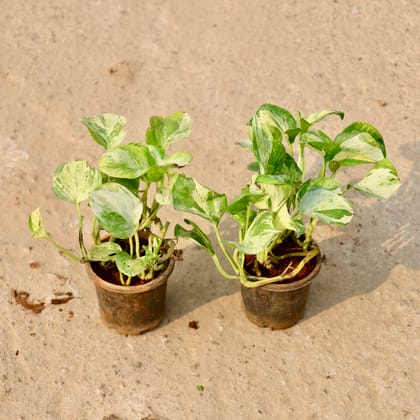Buy Money Plant Marble in 4 Inch Nursery Pot Online | Urvann.com