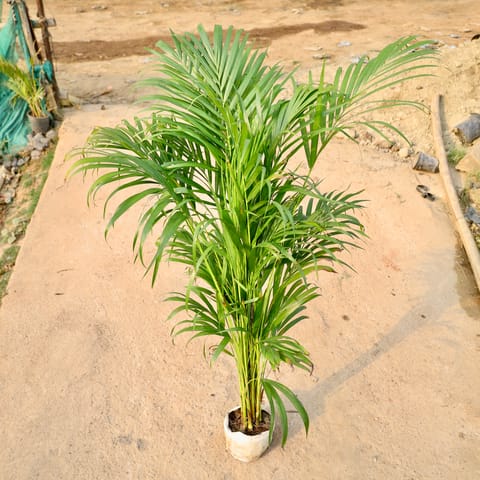 Air Purifying - Areca Palm in 7 Inch Nursery Bag
