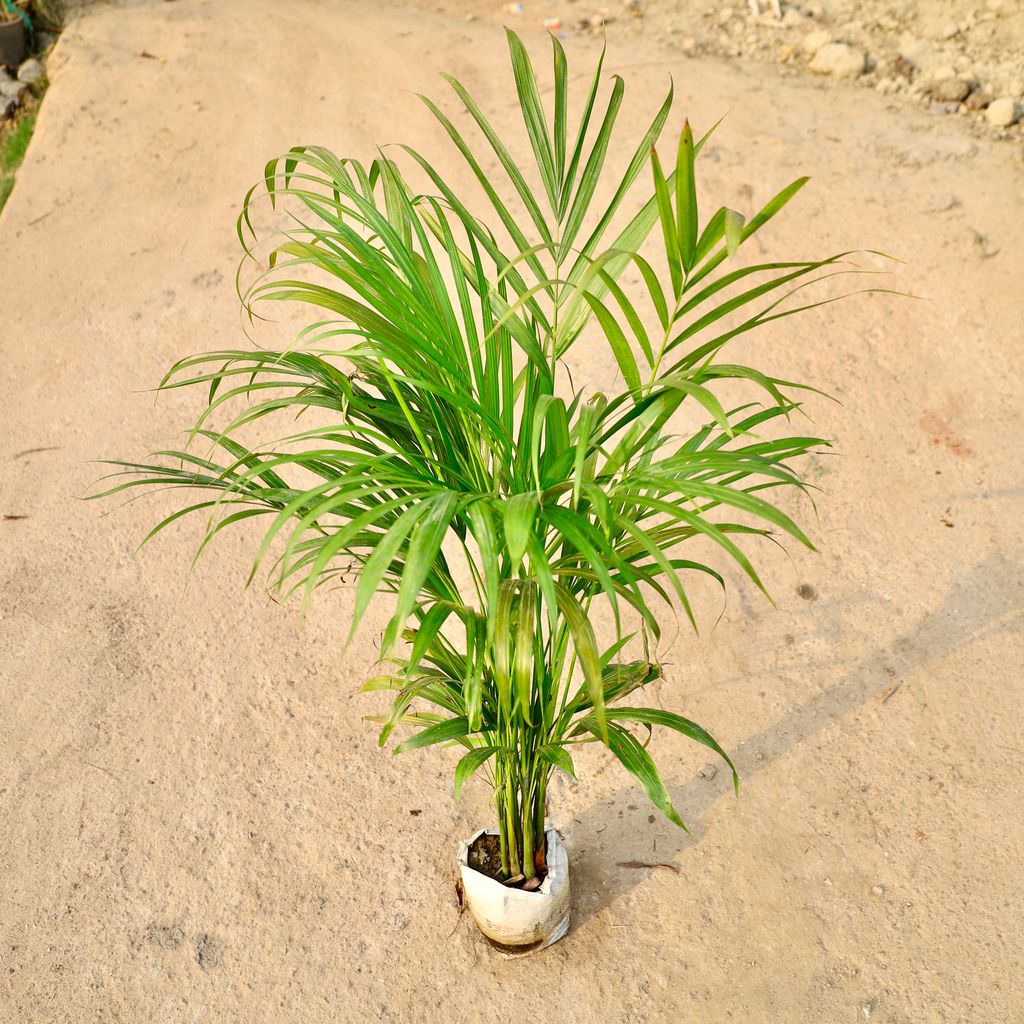 Buy Areca Palm in 8 Inch Nursery Bag Online | Urvann.com Areca Palm in 8 Inch Nursery Bag