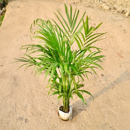 Buy Areca Palm in 8 Inch Nursery Bag Online | Urvann.com