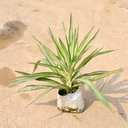 Buy Silver Yucca in 8 Inch Nursery Bag Online | Urvann.com