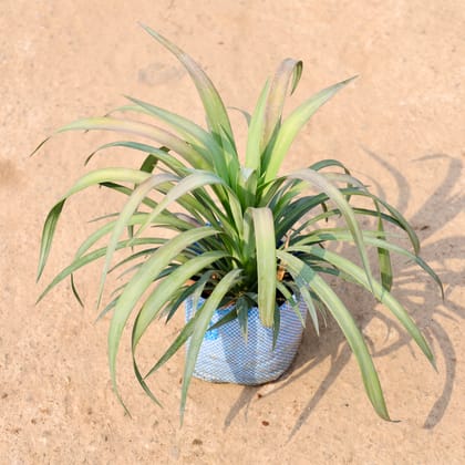 Buy Yucca Glauca in 8 Inch Nursery Bag Online | Urvann.com