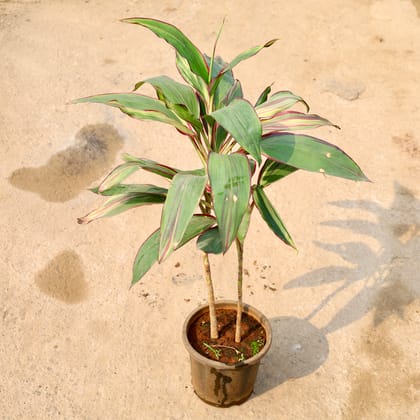 Buy Dracaena Mahatma in 8 Inch Nursery Pot Online | Urvann.com